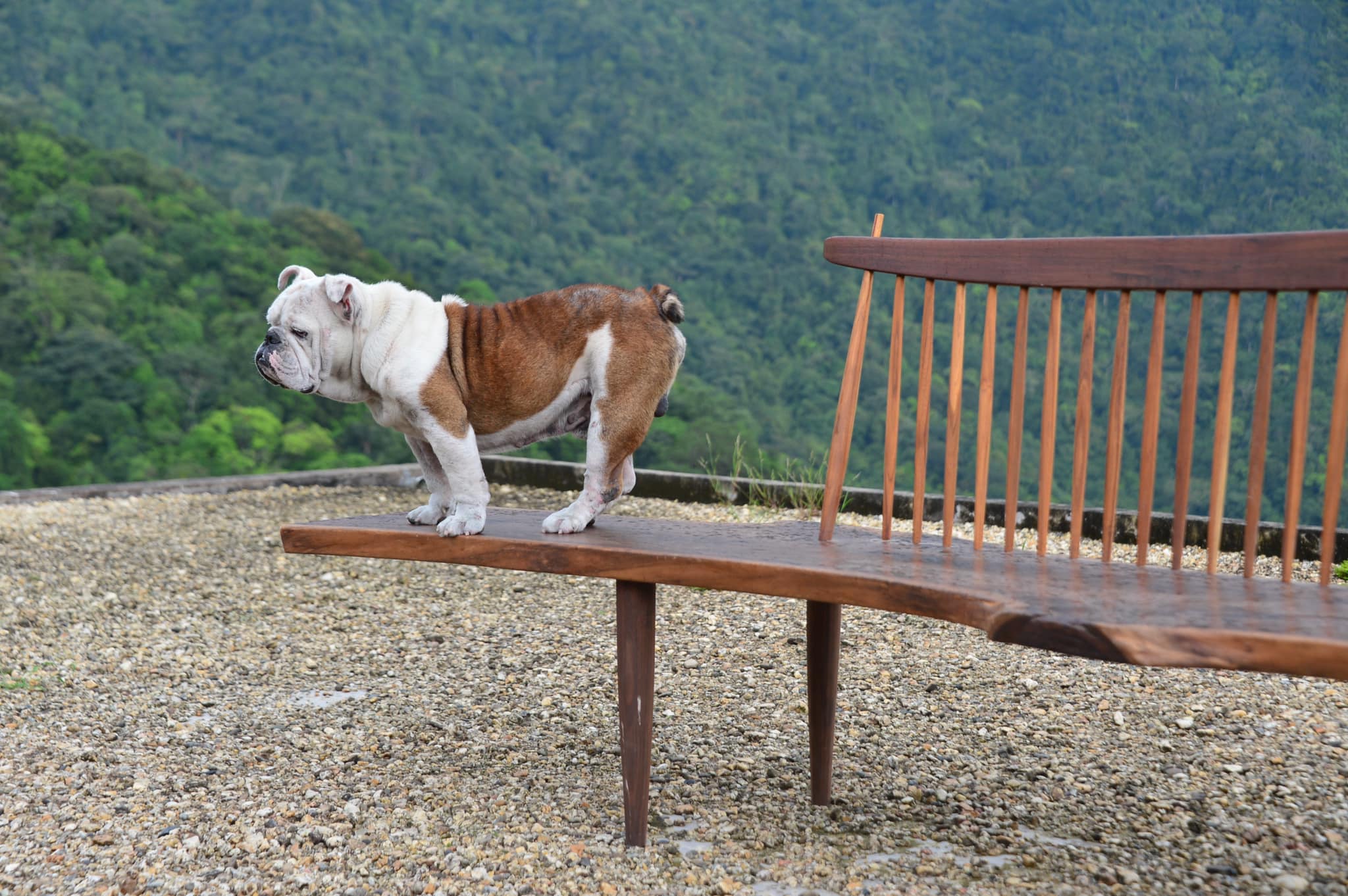 Ghế Bảng | CIA_BENCH 01